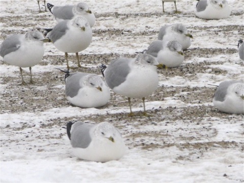 Gulls hunkered down on the beach in the snow - copyright Sharon Pisacreta