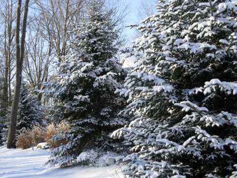 Snow on pine trees in the sun - copyright Sharon Pisacreta
