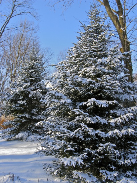 Snow covered pines - Saugatuck, MI