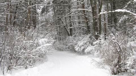 Snowy road in west Michigan