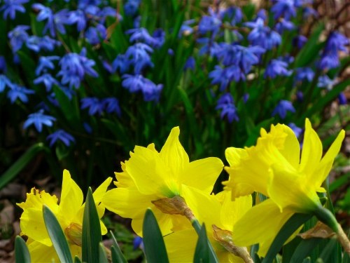 photo of daffodils and bluebells in spring