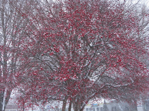 photo of red leaves hanging on a tree in winter