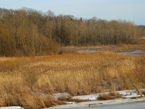 photo of brown marsh grass in winter - Saugatuck, Michigan