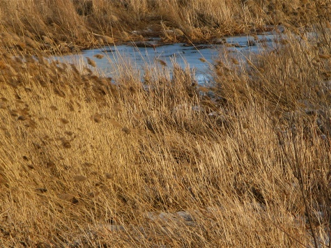 photo of brown marsh grass in winter - Douglas, Michigan
