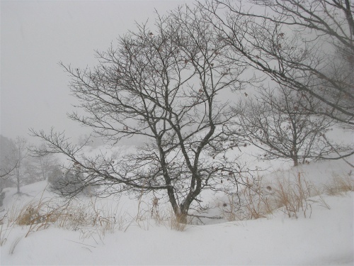photo of bare trees along the snowy dunes of Lake Michigan