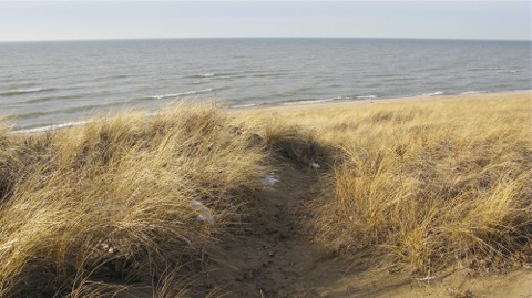 beach grass in late winter along Lake Michigan