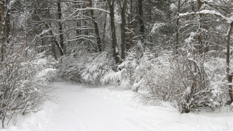 Snowy path through the woods