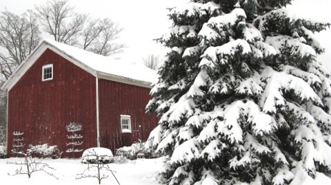 A red barn and snow covered pine tree