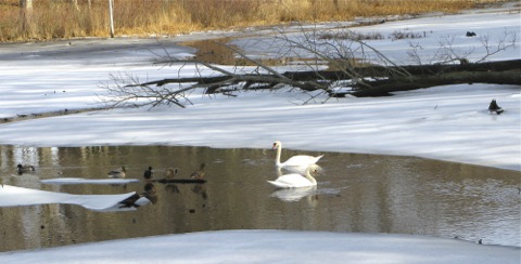 Swans and ducks on a partially frozen pond