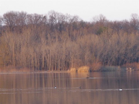 Ducks on the Kalamazoo River in March near Douglas, Michigan
