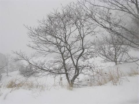 bare tree in a blizzard on Oval Beach, Saugatuck, Michigan