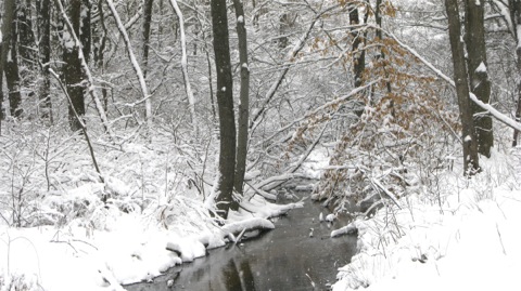 Snowy forest with a creek running through