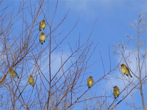 Cedar Waxwings in bare trees