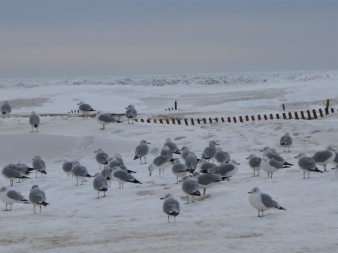 Seagulls hunkered down on a beach in winter