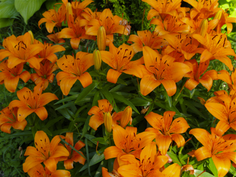 Orange daylillies