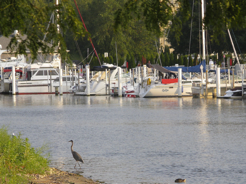 Marina across the Black River in South Haven with water birds in the foreground