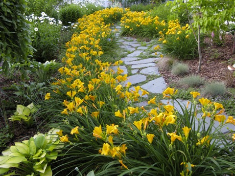 Garden path with daylillies