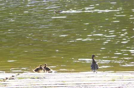Baby ducks at the edge of the water
