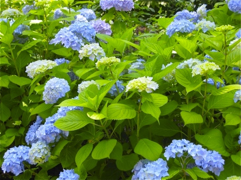 Blue and Purple Hydrangeas