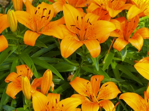 Daylillies in Douglas, Michigan