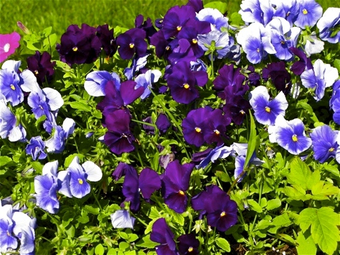 Pansies in Holland, Michigan
