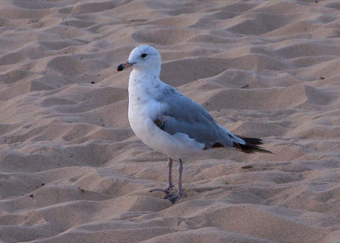 Lone seagull on the sand in South Haven, Michigan