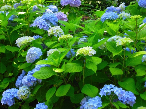 Blue and Purple Hydrangeas