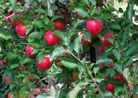 closeup of red apples in a tree
