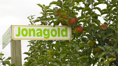 Jonagold-9710-400px