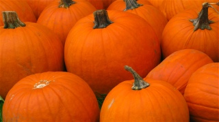 closeup of several orange pumpkins