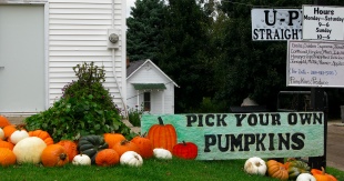 Pick your own pumpkins sign with actual pumpkins beside it at Crane's U-pick in Fennville, MI