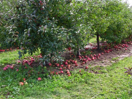 apples laying on the ground underneath the trees in a west Michigan orchard