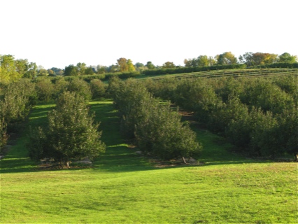 apple orchard on rolling hills in west Michigan