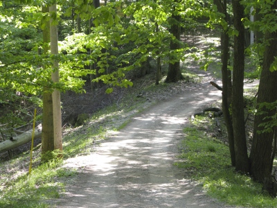 camp road through the trees