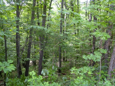 Camping in the forest