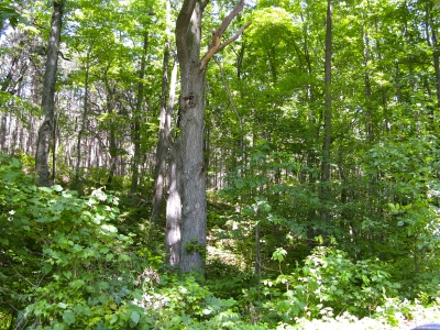 Forest at Van Buren State Park