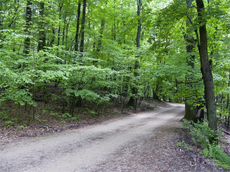 dirt road through a forest of deciduous trees