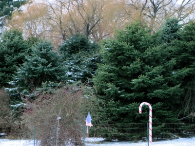 Christmas Tree Farm - Fennville, Michigan
