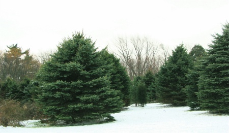 Christmas tree farm - Fennville, Michigan
