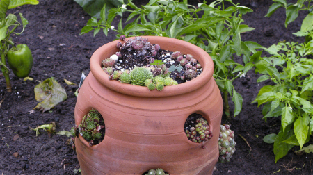 Green peppers and herbs in a pot