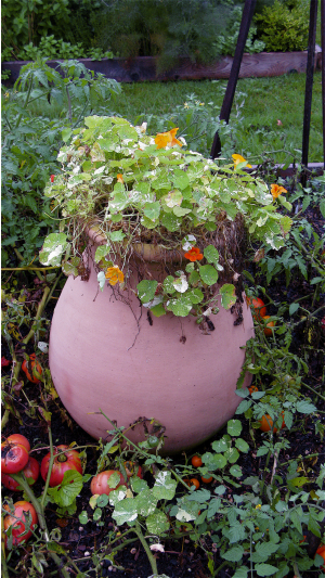 Flowers and Tomatoes