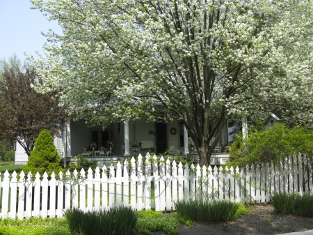 Blooming tree in spring in front of a a rental cottage