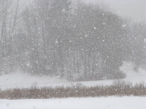 Snow falling along a cross country ski trail - Ottawa County, Michigan