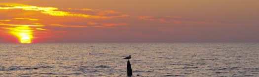 Sunset - Oval Beach - Seagull on piling