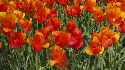 Ornate_Tulips_YellowAndRed-8849