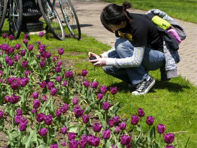girl photographing purple tulips
