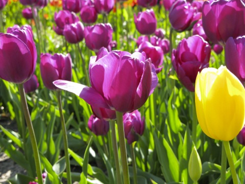Purple tulips with one yellow tulip - Holland, Michigan