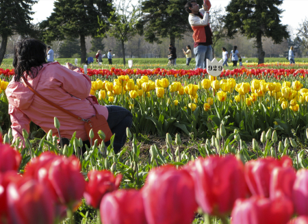 people photographing tulips at Veldheer Tulip Farm - Holland, Michigan