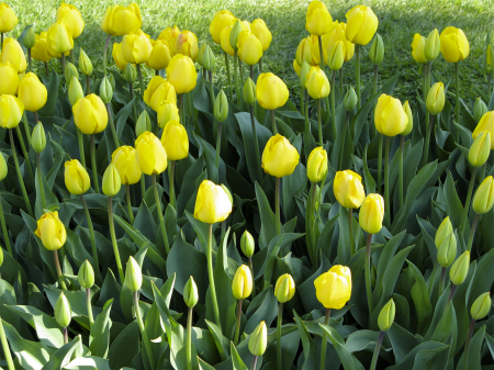 yellow tulips at Veldheer tulip farm - Holland, Michigan
