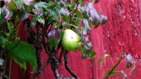 Green apple on tree - Douglas Michigan